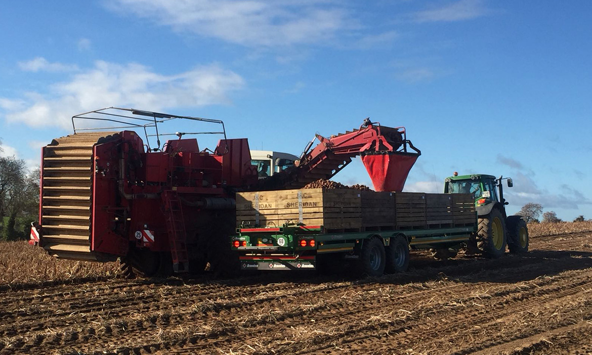 Potato Harvest 2018